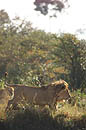  Lions Masai Mara 